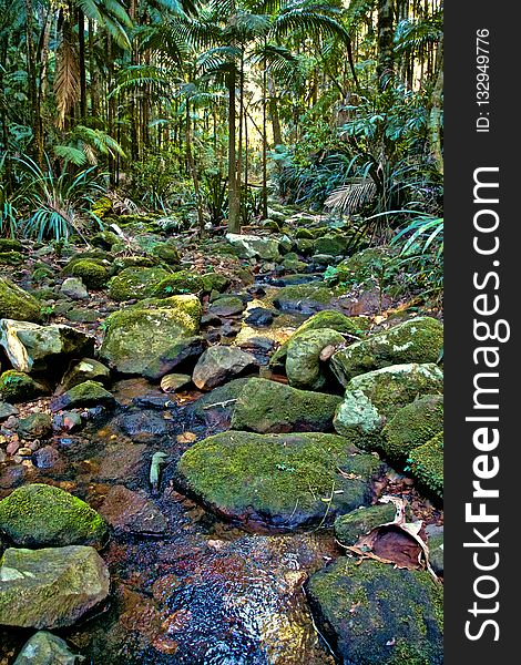 Vegetation, Water, Nature, Nature Reserve