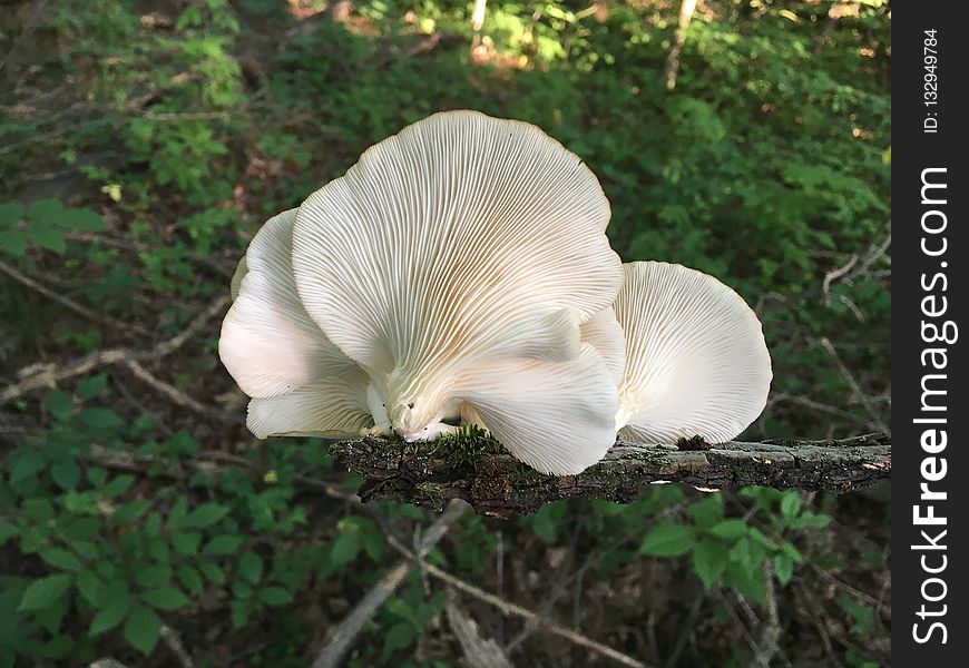 Oyster Mushroom, Agaricaceae, Fungus, Edible Mushroom