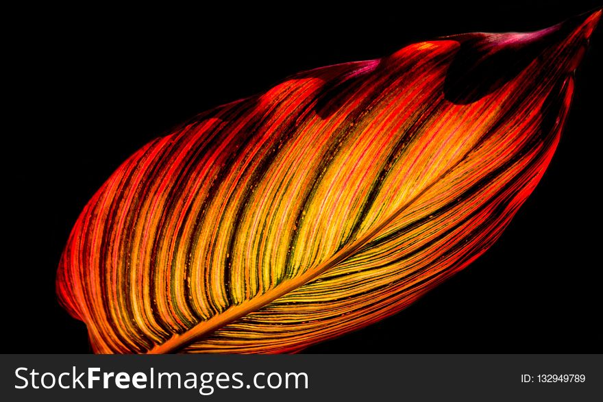 Red, Flower, Orange, Close Up