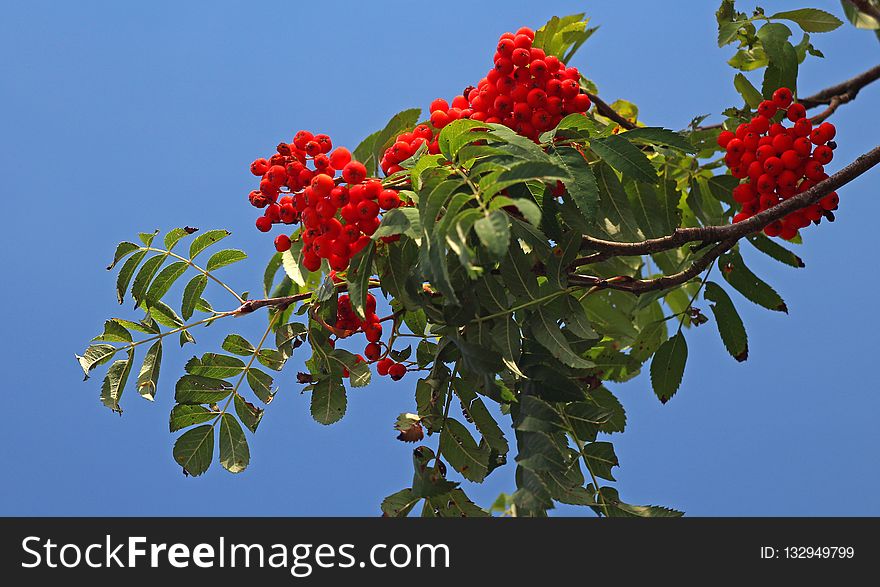 Rowan, Plant, Sorbus, Flora