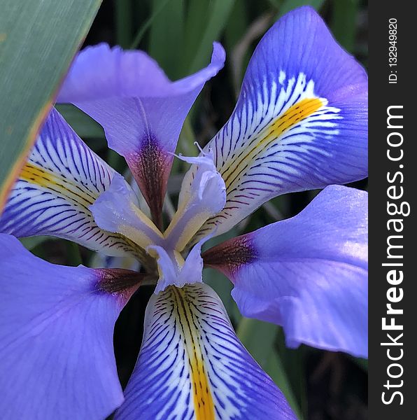 Flower, Plant, Purple, Iris Versicolor