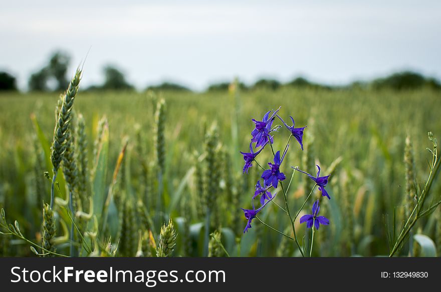 Field, Prairie, Crop, Plant