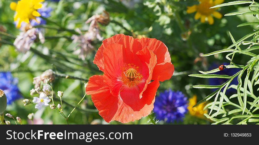 Flower, Wildflower, Plant, Poppy