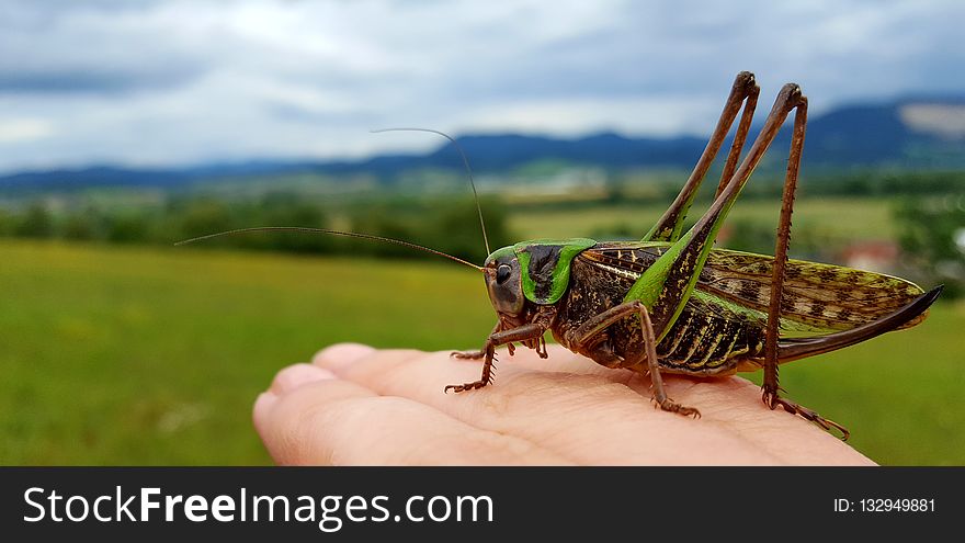 Insect, Grasshopper, Locust, Ecosystem