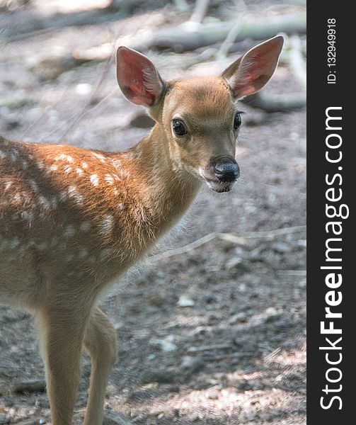 Wildlife, Deer, Mammal, Fauna