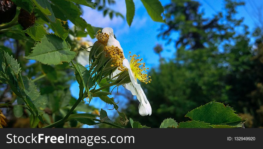 Vegetation, Flora, Plant, Leaf