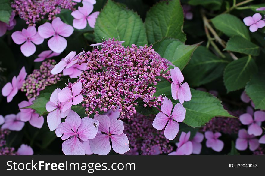 Flower, Plant, Flowering Plant, Hydrangea