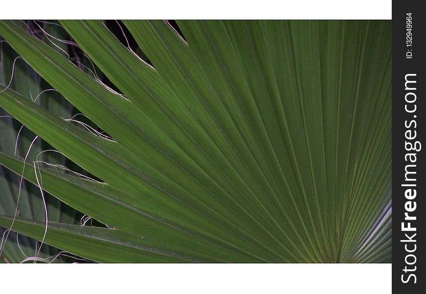 Plant, Leaf, Saw Palmetto, Arecales