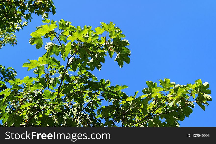 Tree, Branch, Sky, Leaf