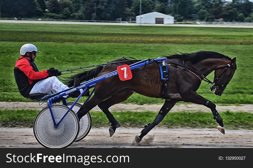 Horse Harness, Rein, Jockey, Horse