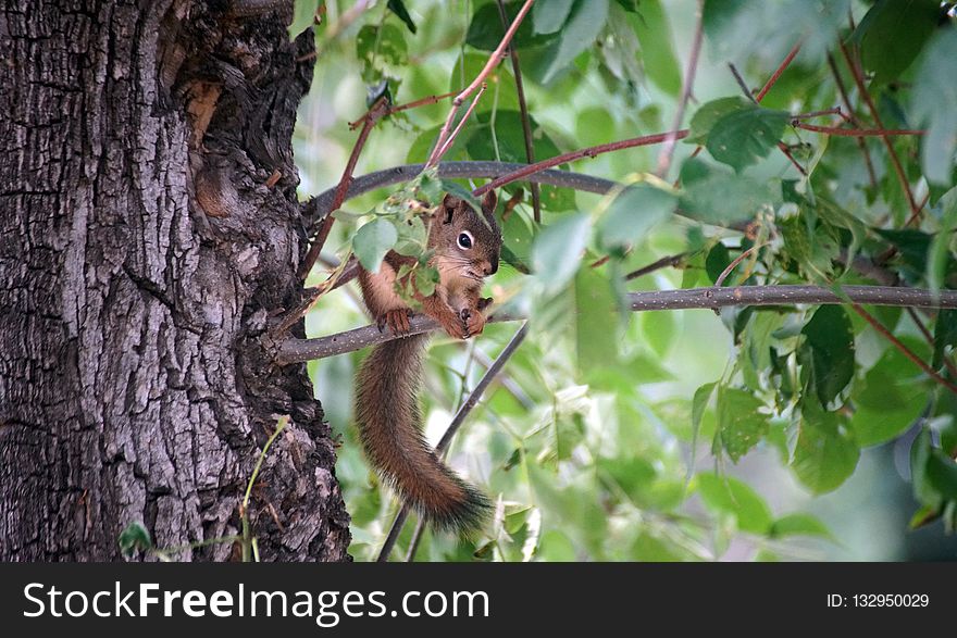 Mammal, Squirrel, Fauna, Branch