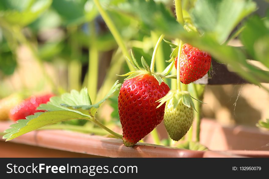 Strawberry, Natural Foods, Strawberries, Fruit