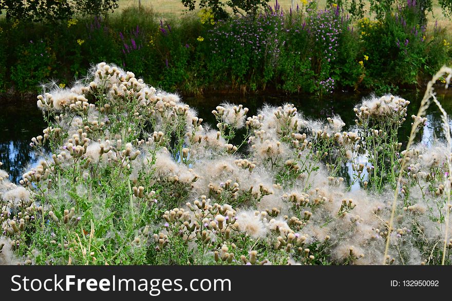 Plant, Flower, Vegetation, Flora