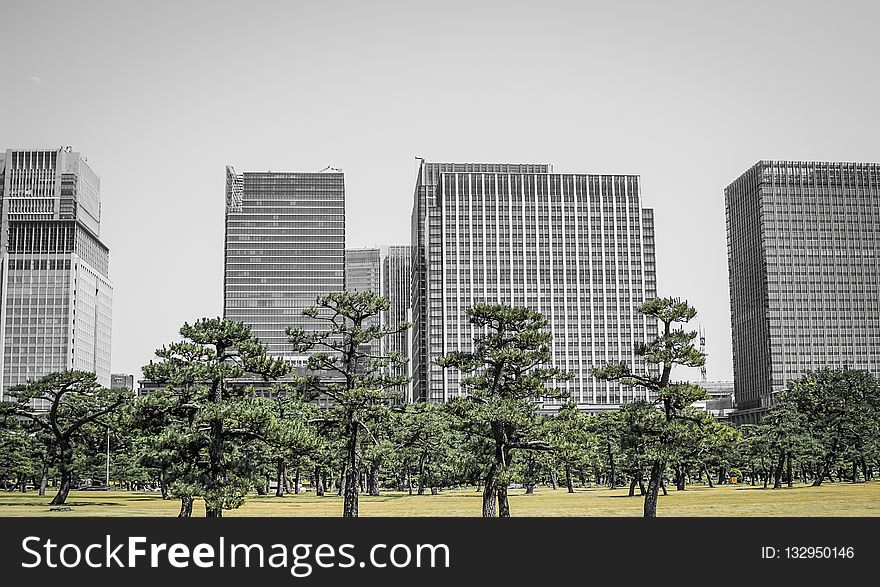 Urban Area, Tree, City, Metropolitan Area