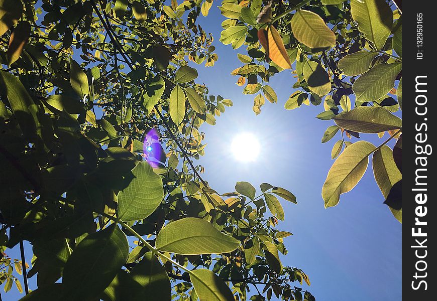 Leaf, Tree, Branch, Flora