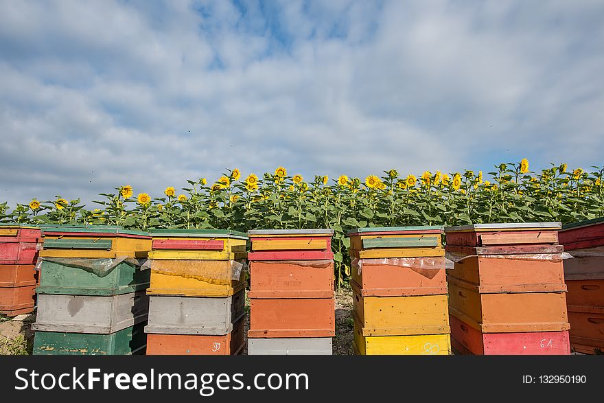 Yellow, Apiary, Beehive, Outdoor Structure