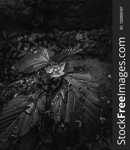 Black, Black And White, Monochrome Photography, Leaf