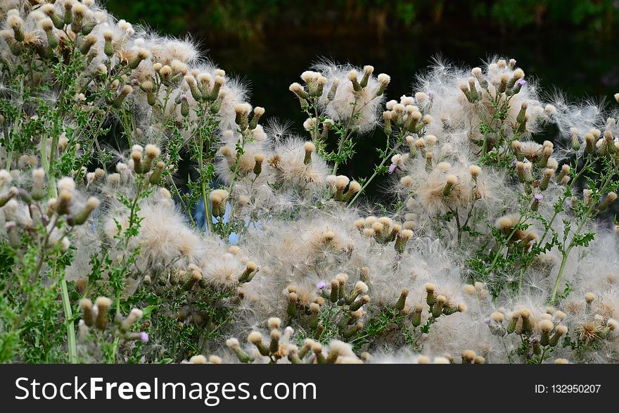 Plant, Vegetation, Flora, Flower