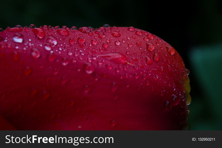 Red, Dew, Macro Photography, Close Up