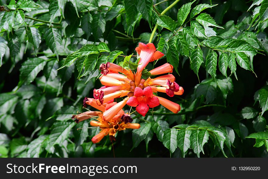 Plant, Flora, Vegetation, Flower