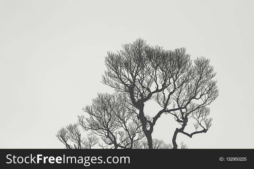 Tree, Branch, Black And White, Monochrome Photography