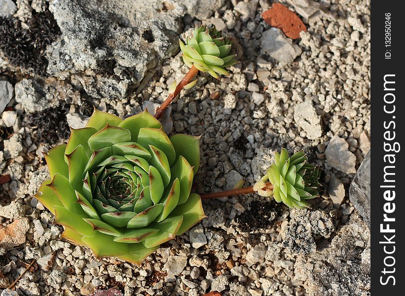 Plant, Flora, Vegetation, Flower