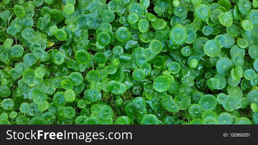 Water, Plant, Leaf, Grass