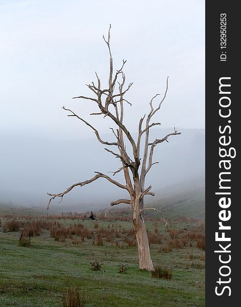 Tree, Ecosystem, Branch, Sky