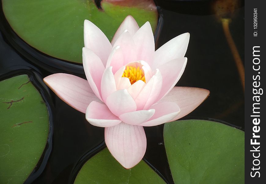 Flower, Plant, Sacred Lotus, Flora