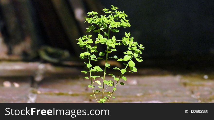 Plant, Flora, Tree, Branch