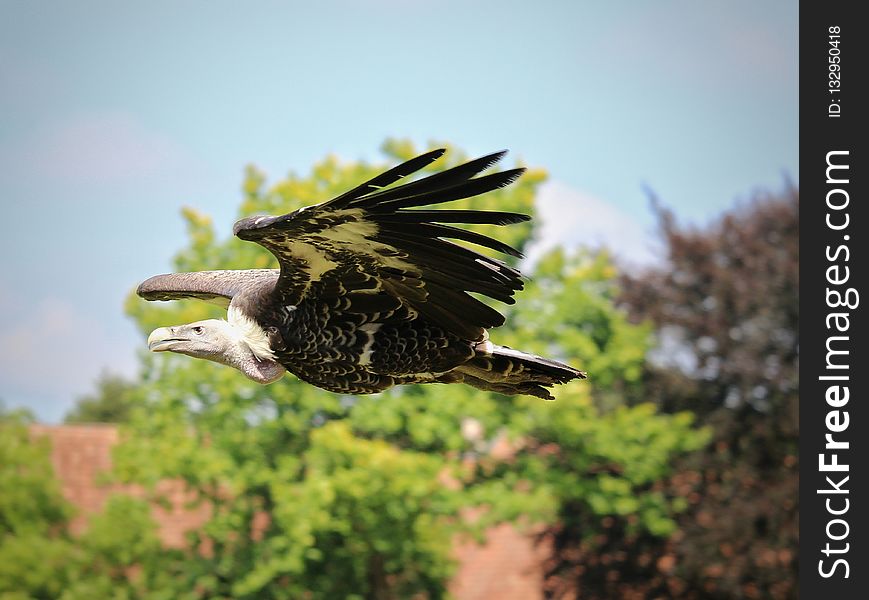 Bird, Fauna, Beak, Bird Of Prey