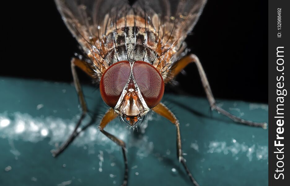 Macro Photography of Little Orange fly Isolated on Black Background
