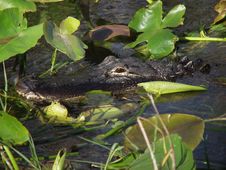 Hidden Alligator Royalty Free Stock Image Hidden Alligator Royalty Free Stock Image