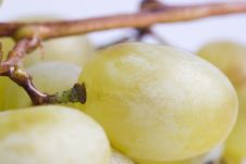 Berry Of Grapes Royalty Free Stock Images Berry Of Grapes Royalty Free Stock Images