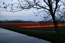 Orange And Red Tulips In Lisse, Holland Stock Photography