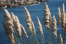 Coastal Vegetation Royalty Free Stock Image Coastal Vegetation Royalty Free Stock Image