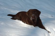 Labrador In Snow Royalty Free Stock Images