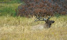 Elk At Rest Royalty Free Stock Photos Elk At Rest Royalty Free Stock Photos