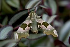 Lime Hawk-moth (butterfly) Stock Photo Lime Hawk-moth (butterfly) Stock Photo