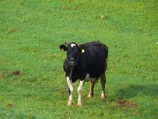 Cow Stock Photos