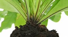 Green Leaves And Roots Stock Photography Green Leaves And Roots Stock Photography