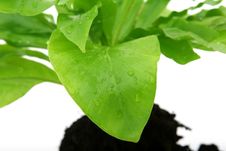 Green Leaves And Roots Royalty Free Stock Photography Green Leaves And Roots Royalty Free Stock Photography