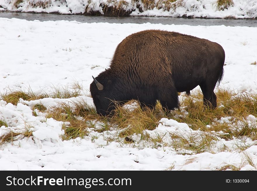 Bison grazing in the snow. Bison grazing in the snow