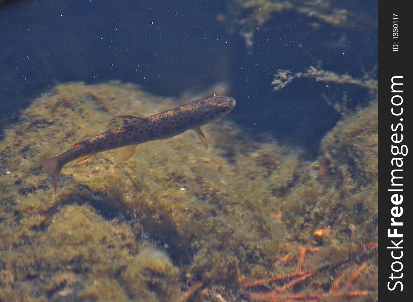 A small fish in stream. A small fish in stream