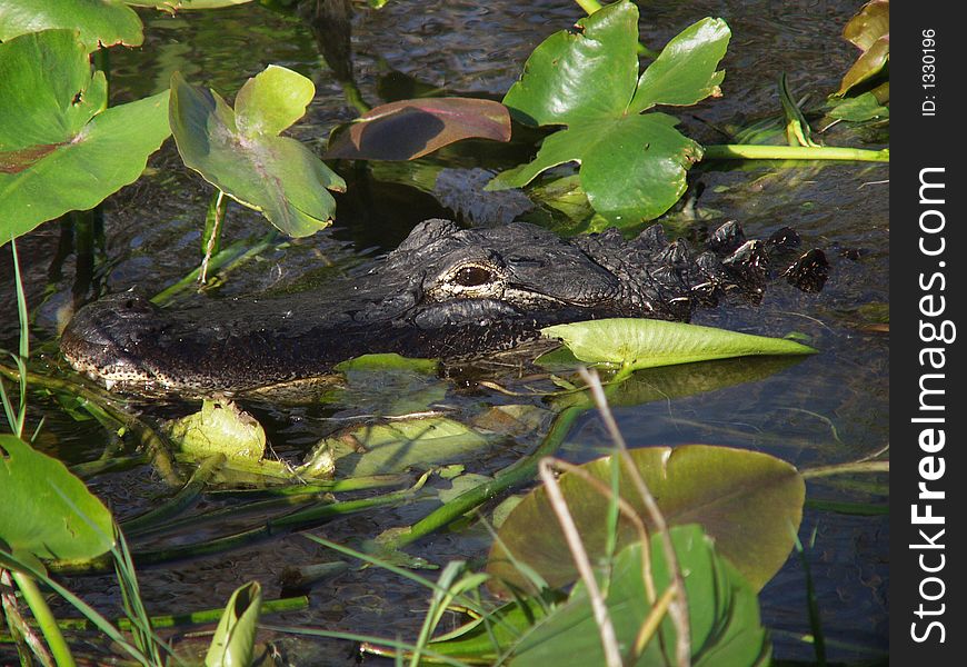 Hidden alligator in the Florida Everglades