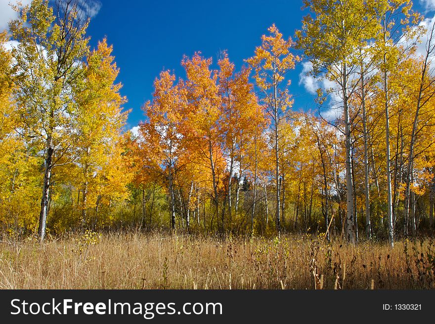 Orange and yellow aspens trees. Orange and yellow aspens trees