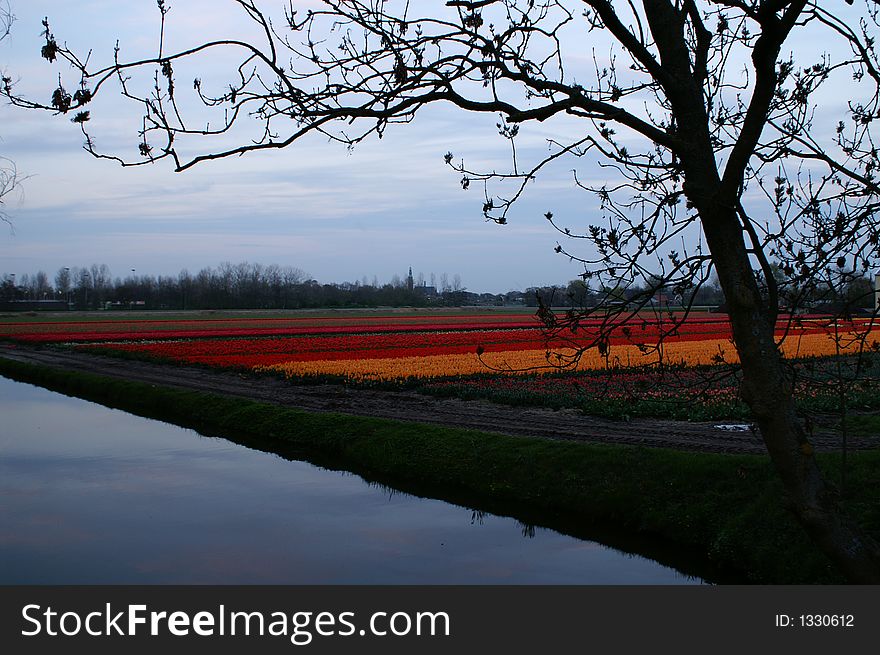 Fields with red and orange tulips, water at the foregroud and the village Lisse in the background, Holland. Fields with red and orange tulips, water at the foregroud and the village Lisse in the background, Holland