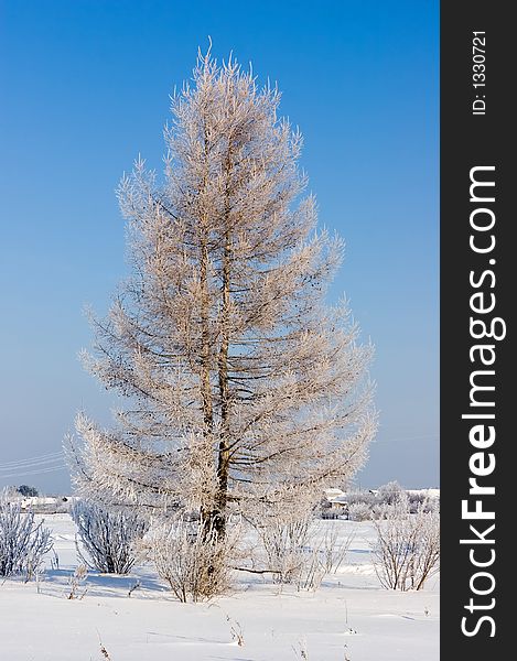 Winter. Frosten larch with blue sky on background