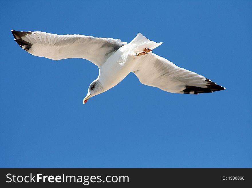 Seagull hunting under a blue sky