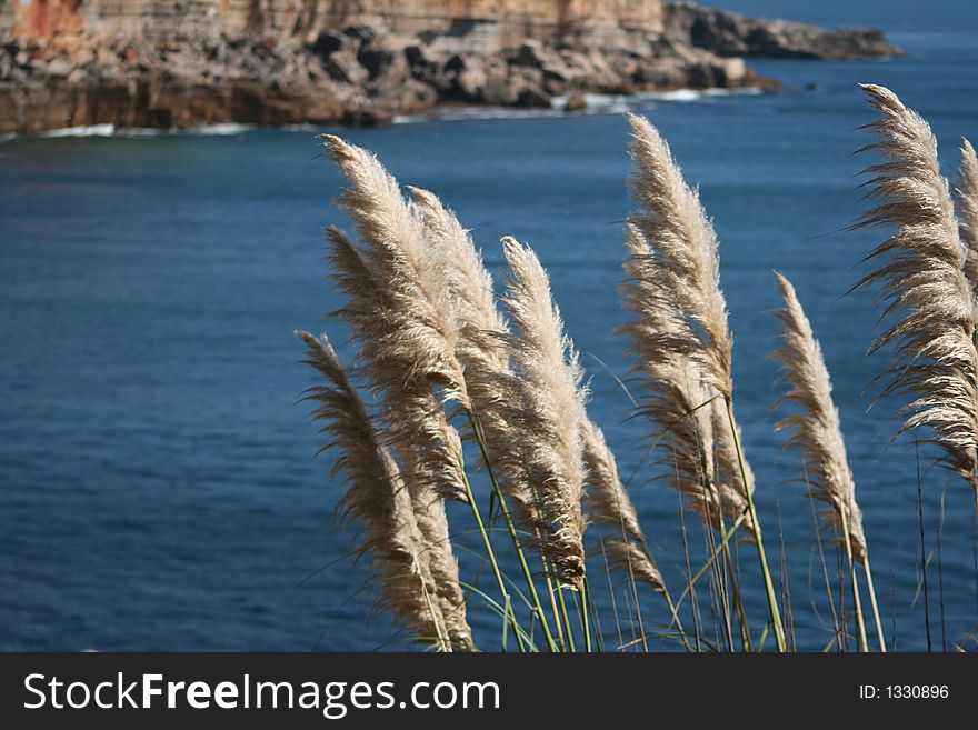 Coastal Vegetation under the wind forces, motion blur